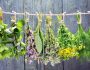 Set of fresh herbs hanging  over wooden vintage background