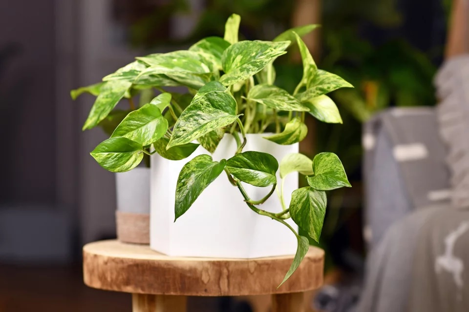 fyto-pothos