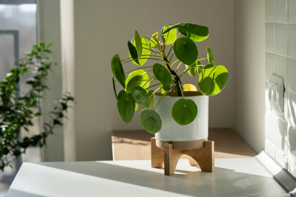 pilea