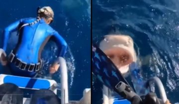 diver-shark