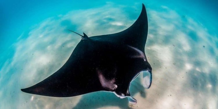 manta_birostris