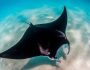 manta_birostris