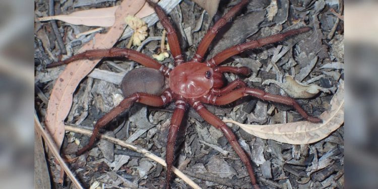 trapdoor-spider
