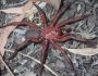 trapdoor-spider