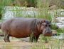 hippo_hippopotamus_amphibius_16485955207-1024x682