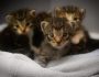 kittens-ge8f2b64cc_1280-1024x682