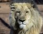 epa06498462 A lion inside its enclosure at Tbilisi Zoo, in Tbilisi, Georgia, 05 February 2018.  EPA/ZURAB KURTSIKIDZE