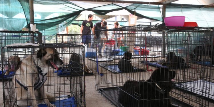 Σκύλοι που έχασαν τους ιδιοκτήτες τους κατά τη διάρκεια των δασικών πυρκαγιών στη Βαρυμπόμπη νοσηλεύονται στο καταφύγιο πυρόπληκτων ζώων που έχει στηθεί χάρη στις προσπάθειες εθελοντών στο Γαλάτσι, Αθήνα Τετάρτη 11 Αυγούστου 2021. Στο συγκεκριμένο καταφύγιο βρίσκονται δεκάδες ζώα - σκύλοι και γάτες- που περιμένουν τους ιδιοκτήτες τους που τα αναζητούν. ΑΠΕ-ΜΠΕ/ΑΠΕ-ΜΠΕ/ΟΡΕΣΤΗΣ ΠΑΝΑΓΙΩΤΟΥ