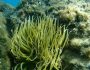 anemoni