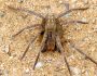arachni