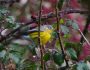 magnolia_warbler