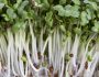 18fc17e5-bigstock-broccoli-sprouts-macro-2715890