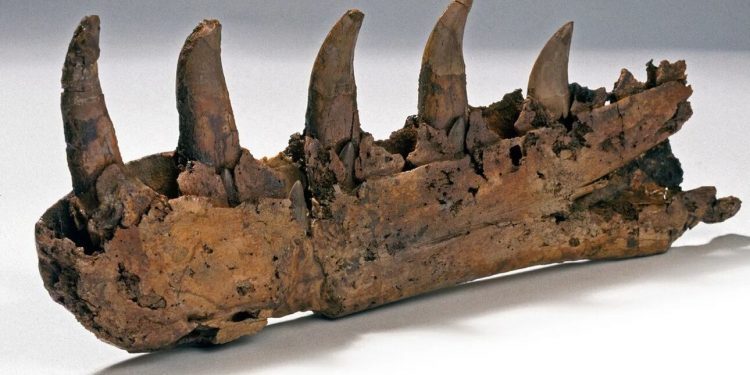To απολιθωμένο σαγόνι ενός Μεγαλόσαυρου, του πρώτου δεινόσαυρου που περιγράφηκε και ονομάστηκε επιστημονικά πριν από 200 χρόνια

Natural History Museum