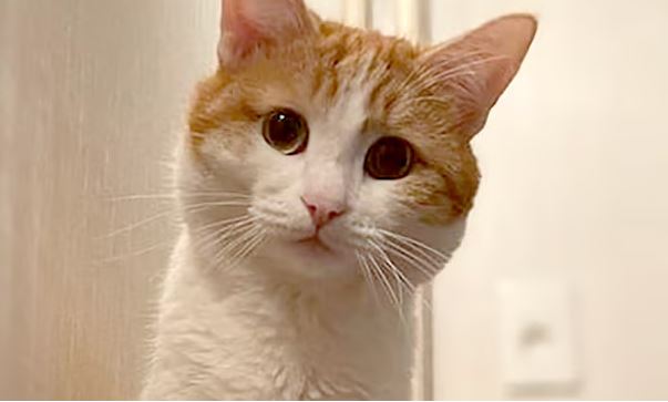 gata
