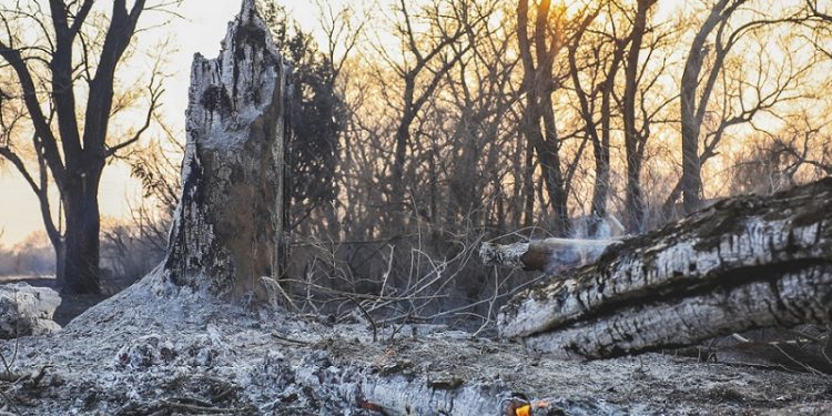 Charred tree trunks smolder after the Smokehouse Creek Fire burned through the area Wednesday, Feb. 28, 2024, in Canadian, Texas. (AP Photo/David Erickson)