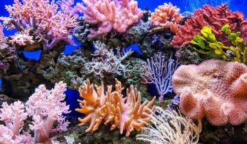 koralia