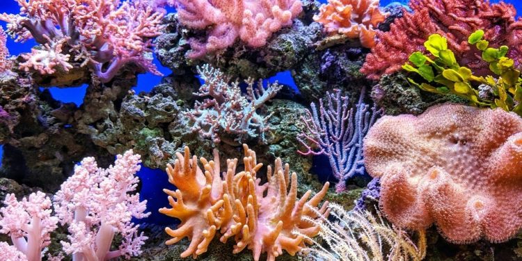 koralia