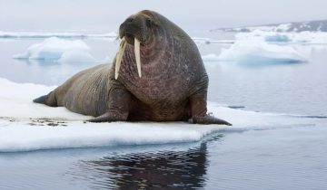 walrus-norway