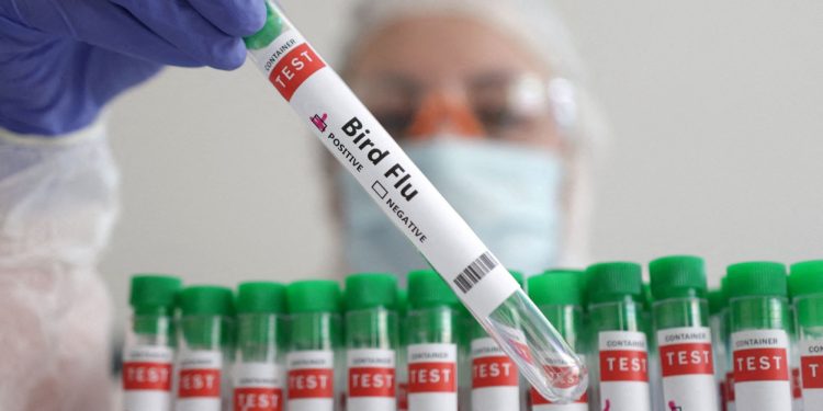 2024-06-05t224546z_637411202_rc2958a8av2l_rtrmadp_5_health-birdflu-mexico