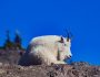 goat-5934811_1280-1024x682