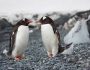 pinguinoi