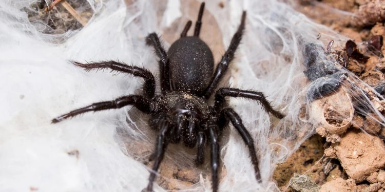 araxni-macrothele-calpeianaa