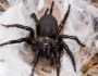 araxni-macrothele-calpeianaa