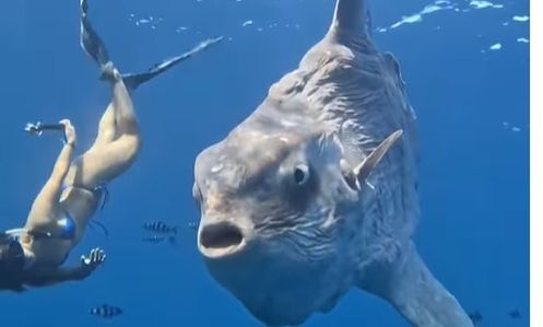 aba72aed-sunfish