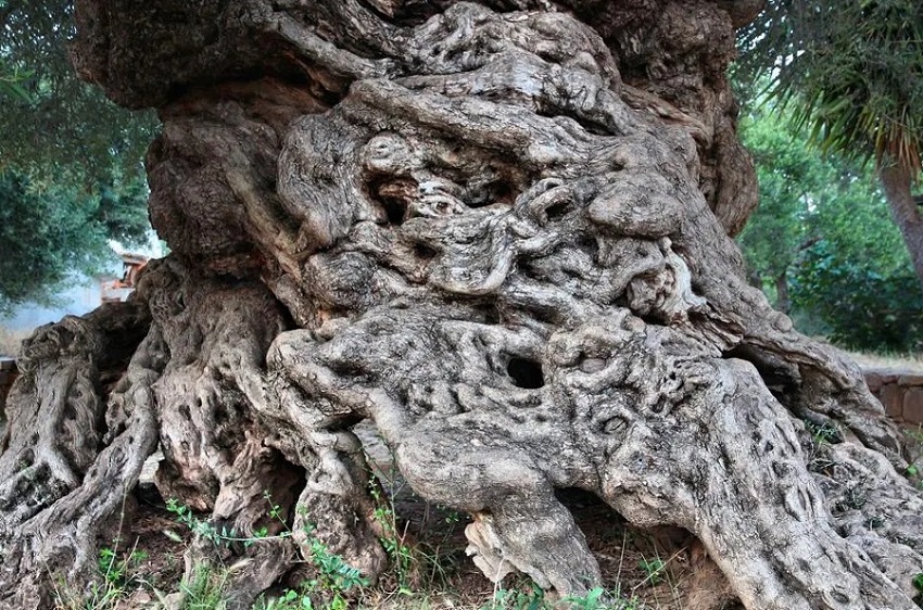 elia-ton-boubon2