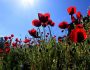 ikona_viber_2025-04-10_21-58-05-865