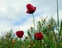 ikona_viber_2025-04-12_23-17-14-950