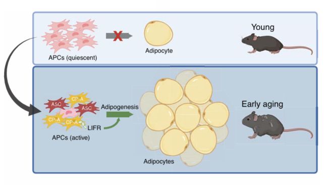 diagramoffatstemcellschangingwithage